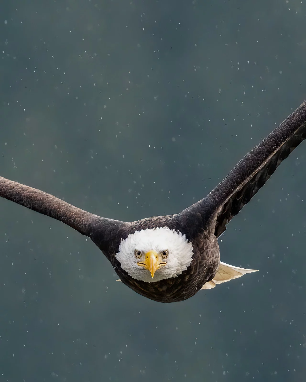 Ken Cheng Photography - Bald Eagle On The Hunt