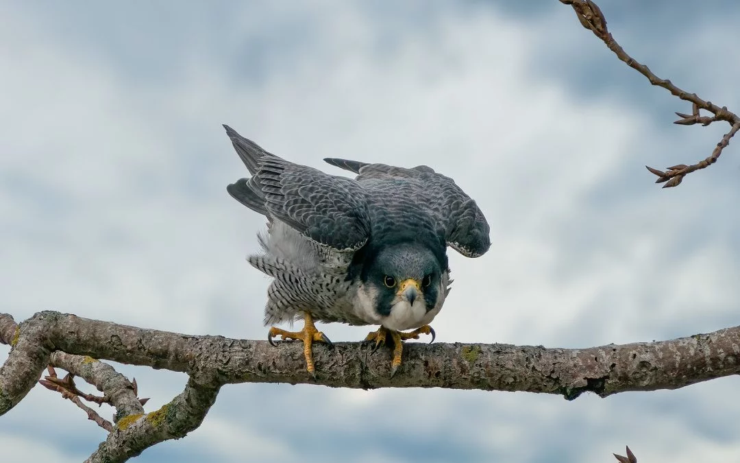 Ken Cheng Photography - Peregrine Falcon