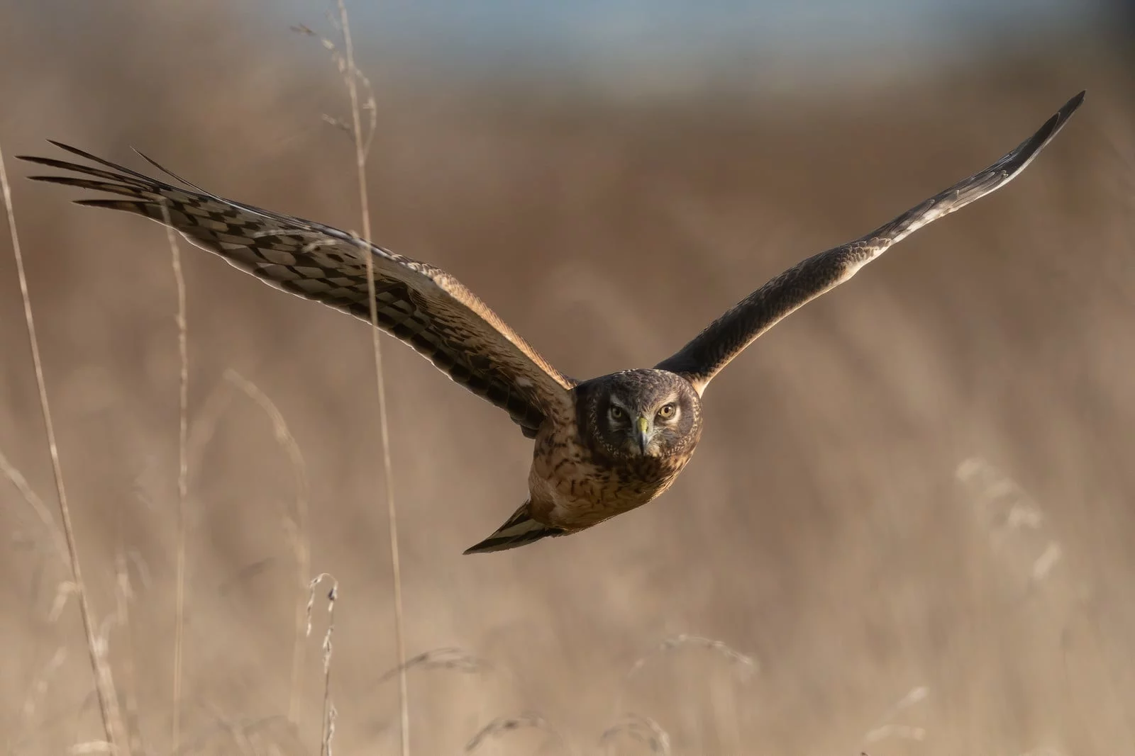 Ken Cheng Photography - Norther Harrier