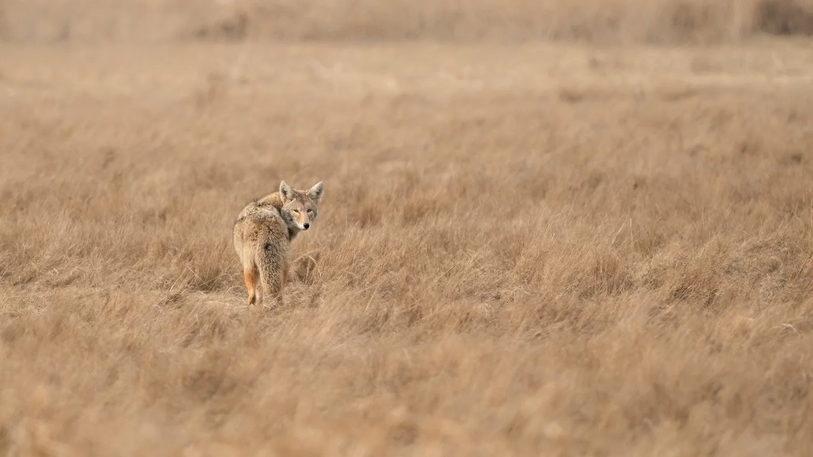Ken Cheng Photography - Coyote In Field