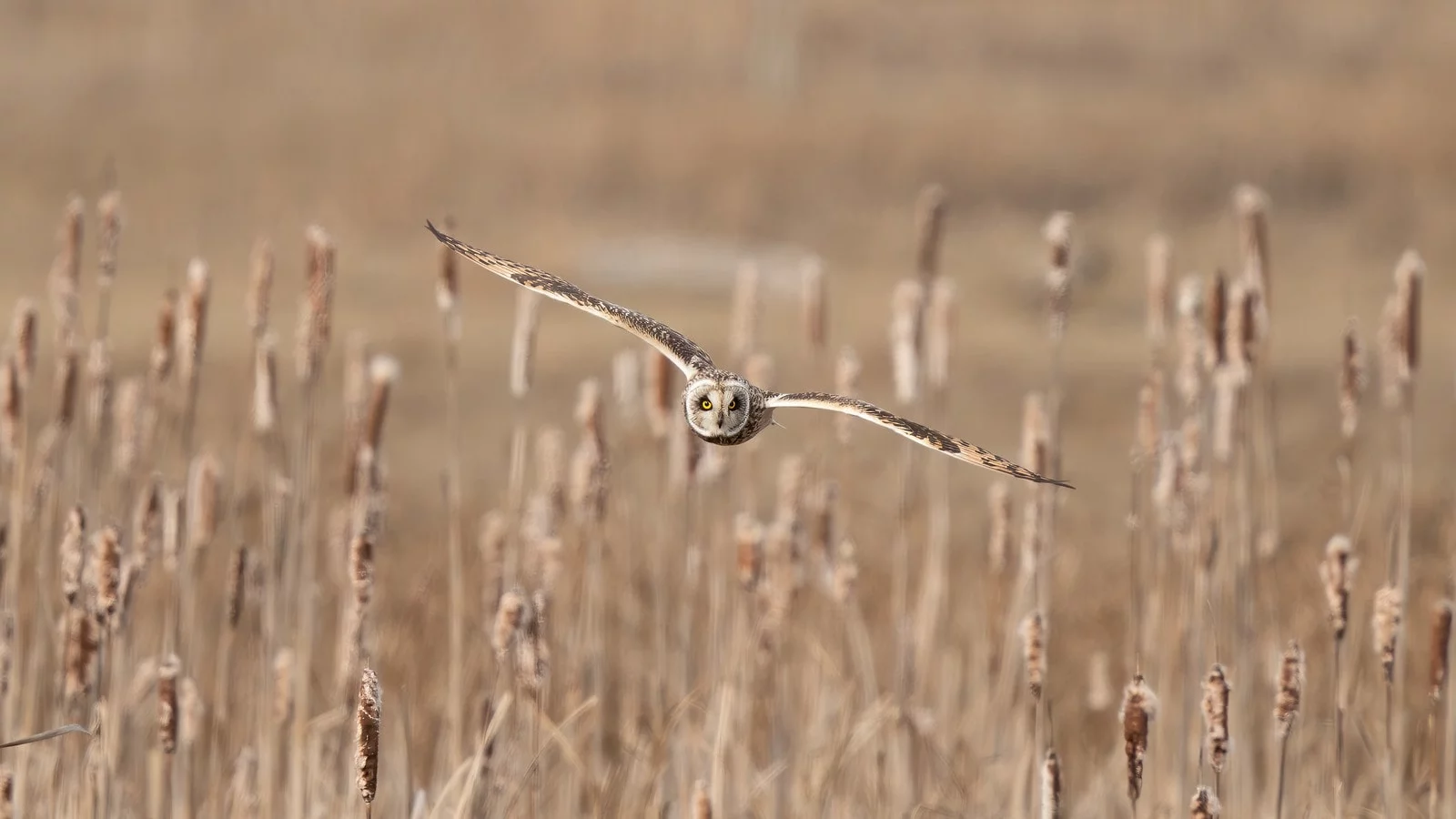 Ken Cheng Photography - Short Eared Owl