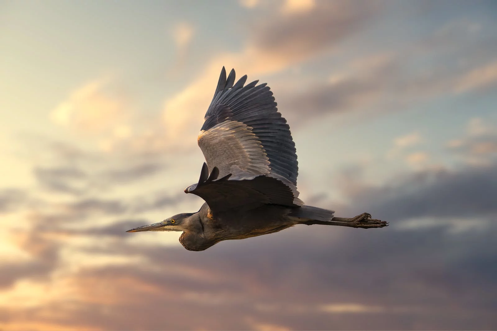 Ken Cheng Photography - Great Blue Heron